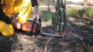 Haddon Heights, NJ Tree Removal and Landscaping Services Company